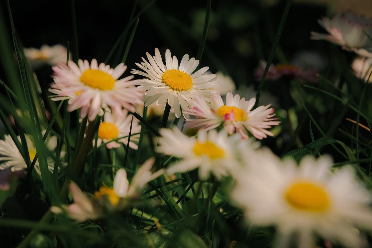 Fleurs Nature Bloom - Photo gratuite sur Pixabay - Pixabay