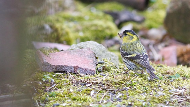 Free Eurasian Siskin Siskin photo and picture
