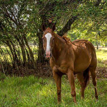 Free Horse Equine photo and picture