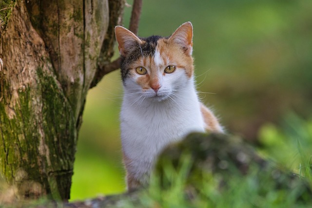 Free Cat Animal photo and picture
