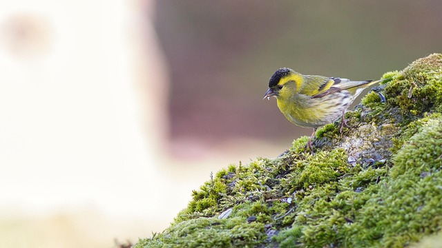 Free Eurasian Siskin Siskin photo and picture