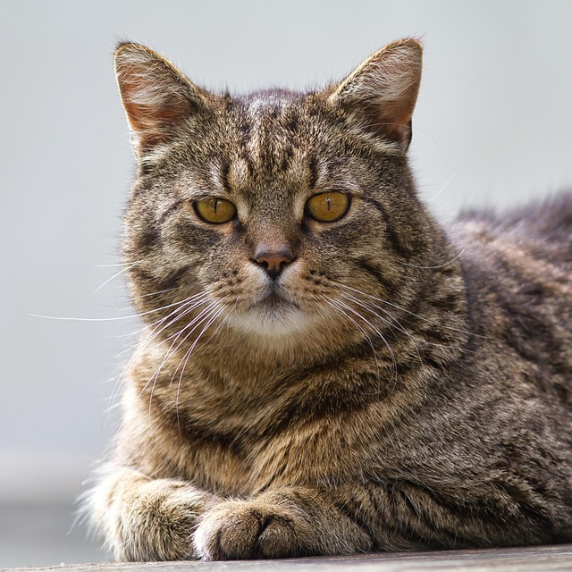 Free Cat Animal photo and picture