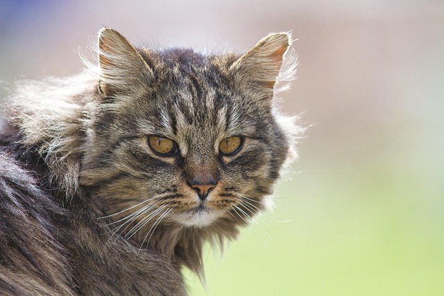 Free Cat Domestic Cat photo and picture