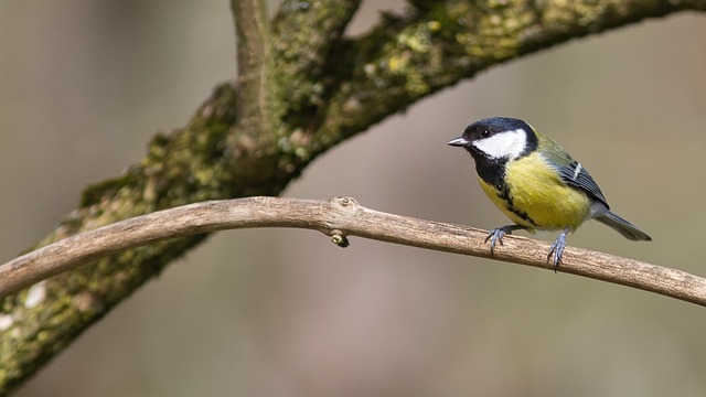 Free Great Tit Bird photo and picture