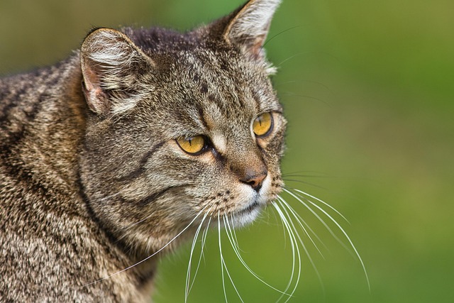 Free Cat Domestic Cat photo and picture