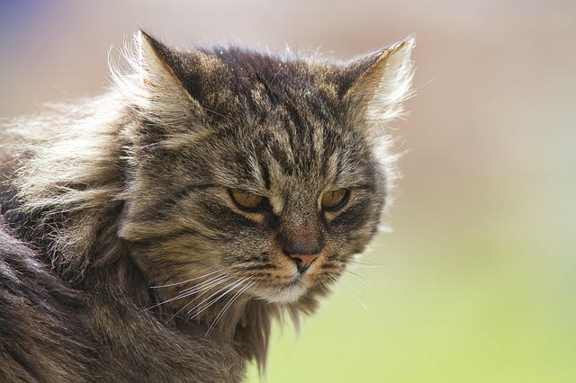 Free Cat Domestic Cat photo and picture