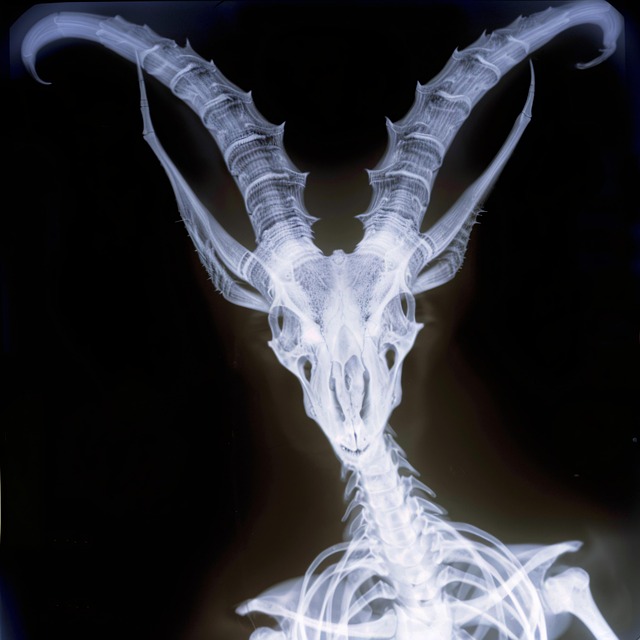 Free x-ray demon creature illustration