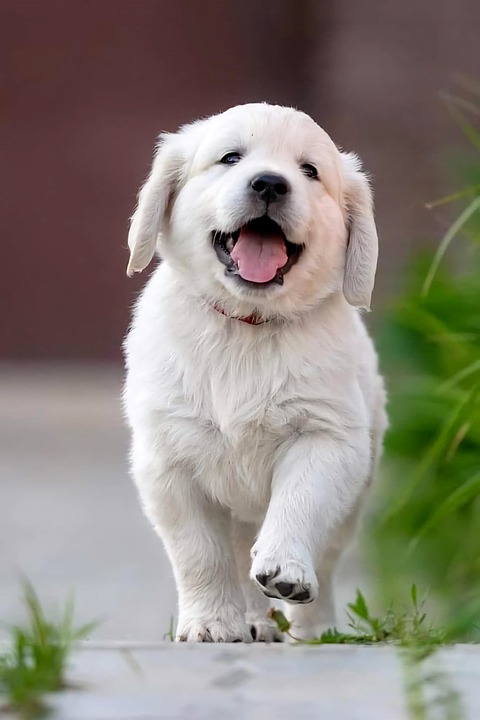 Golden Retriever Chiot Animal Photo Gratuite Sur Pixabay Pixabay