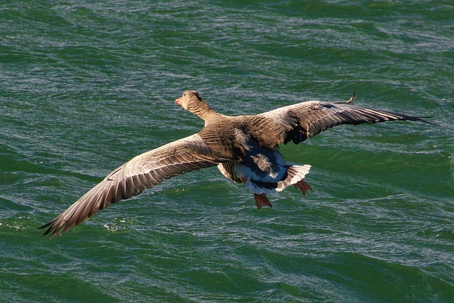 Free Goose Bird photo and picture