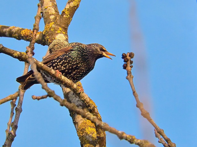 Free Starling Bird photo and picture