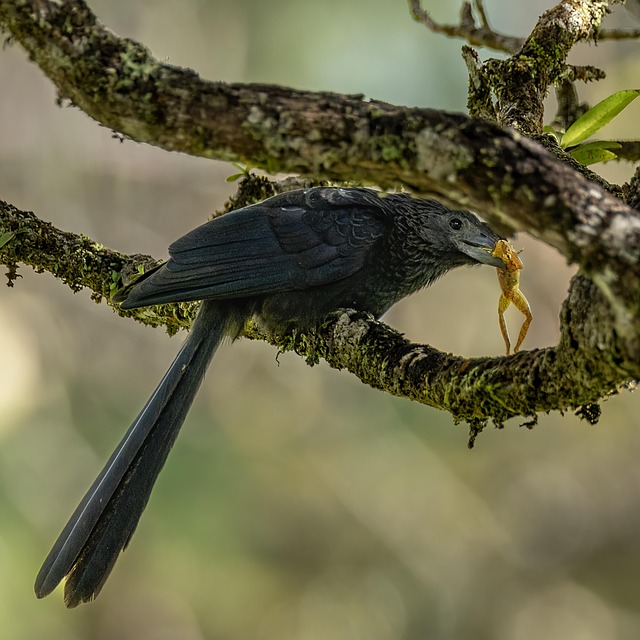 Free Bird Groove-Billed Ani photo and picture