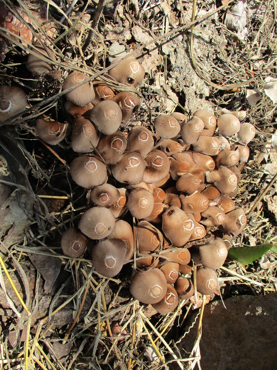 Champignon Champignons La Nature - Photo gratuite sur Pixabay - Pixabay