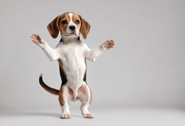 Free Ai Generated Dog illustration and picture