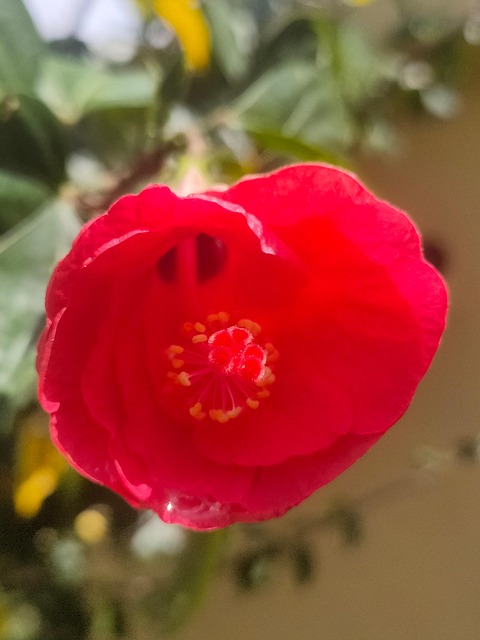 Flor, Naturaleza, Rosa, Flora, Rojo
