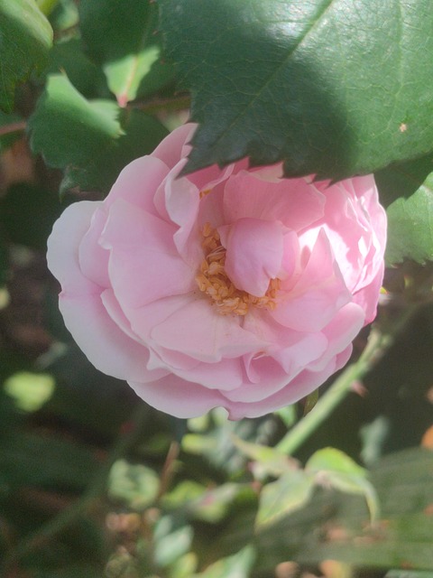 Flor, Naturaleza, Rosa, Amarillo, Rosado