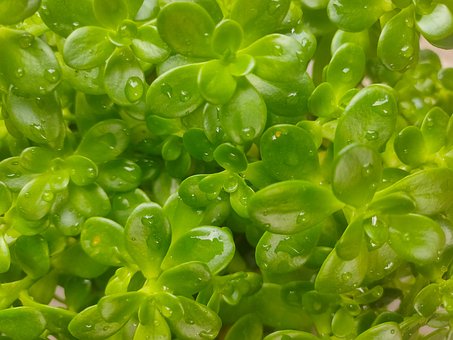 Hoja, Naturaleza, Verde, Planta, Agua