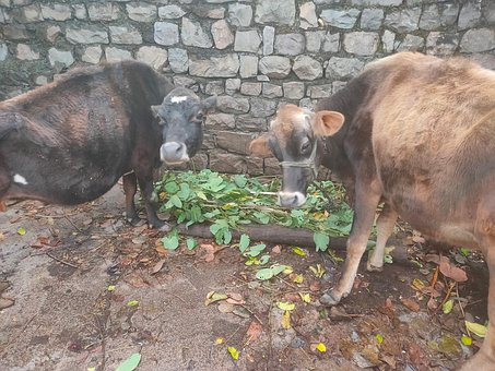 Vaca, Naturaleza, Animal, Rural, Ganado