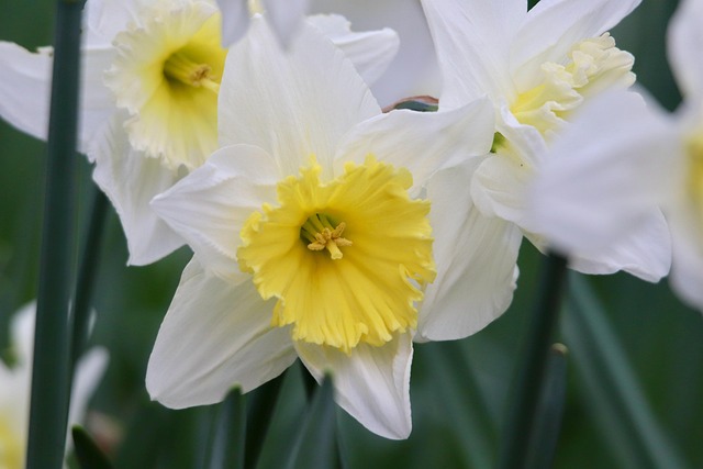 Free Daffodils Narcissus photo and picture
