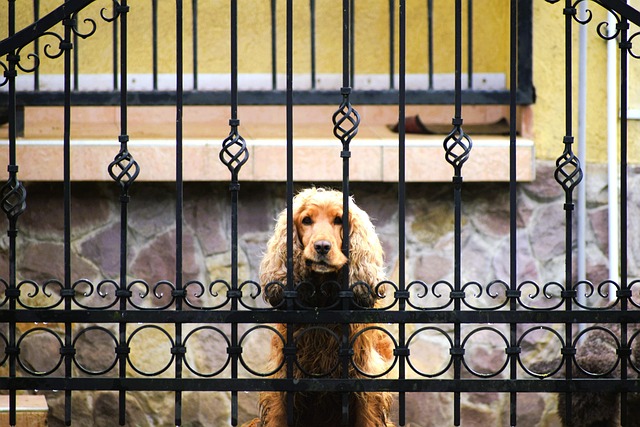 Free Friend Dog photo and picture