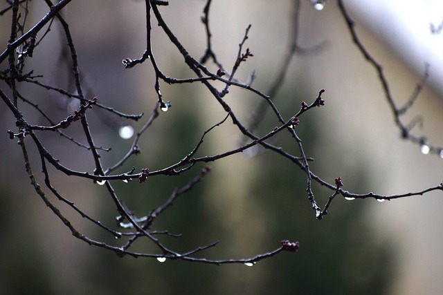 Free After The Rain Rain photo and picture