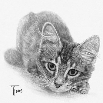 Individuelles Katzenportrait