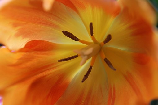 Flor, Tulipán, Pétalos, Estambre, Floral