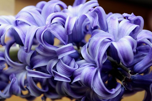 Flores, Jacintos, Bloom, Primavera
