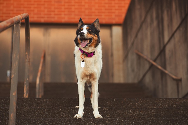 Hund, Border Collie, Merle Border Collie