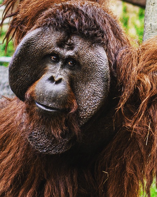 Free Orangutan Ape photo and picture