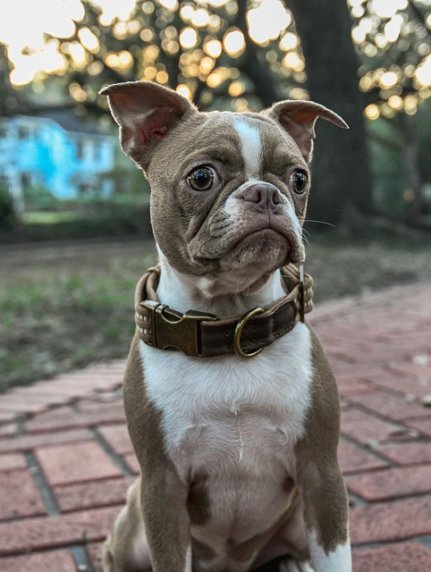 Free Dog Boston Terrier photo and picture