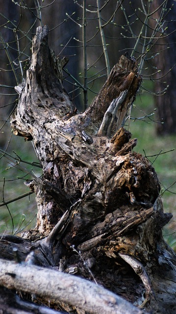Wald, Stempel, Mystisch, Magisch