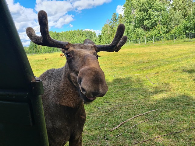 Elch, Tiere, Natur, Park, Schweden