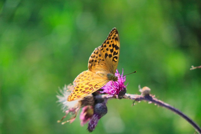 Schmetterling, Natur, Nahaufnahme