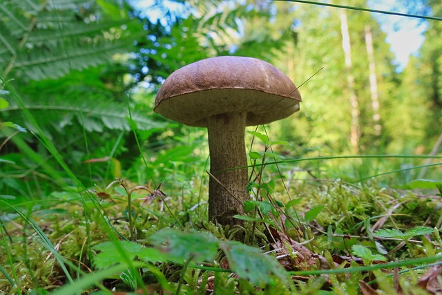 Pilz, Wald, Natur, Nahaufnahme