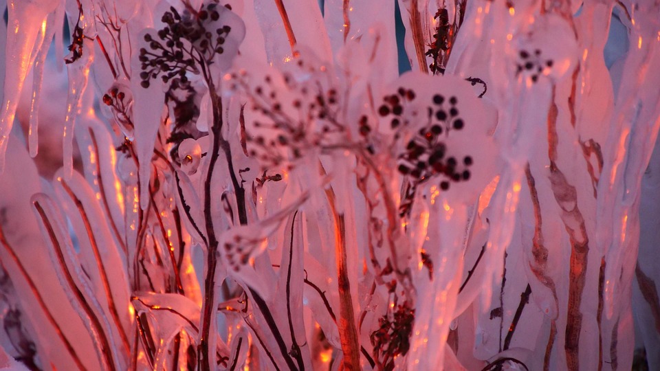 frozen-flowers-harbor-free-photo-on-pixabay-pixabay