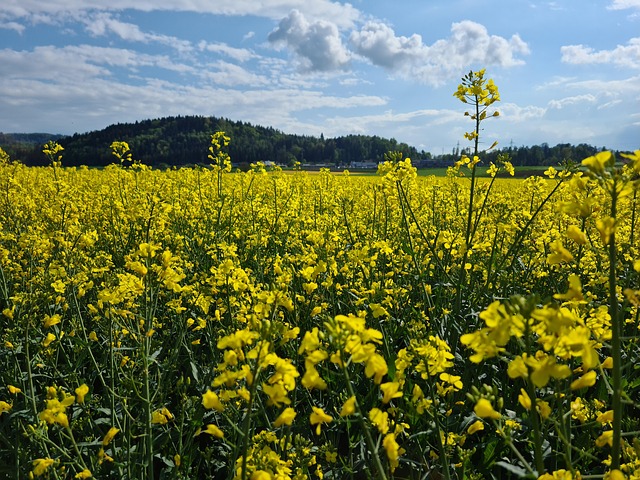 Raps, Raesfeld, Natur, Blüten, Pflanzen