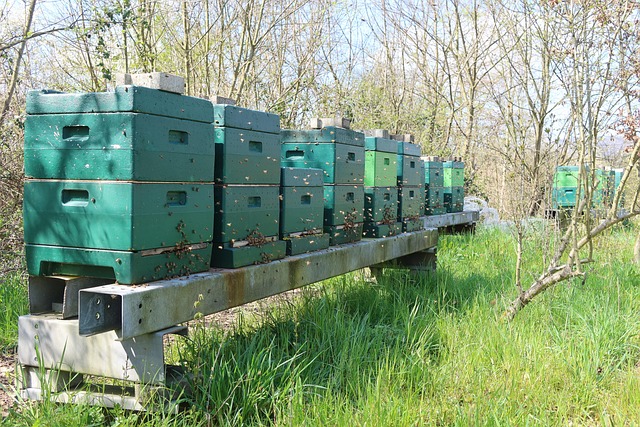 Bienenstock, Bienen, Natur