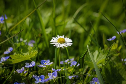 Free Flower Hd Wallpaper photo and picture
