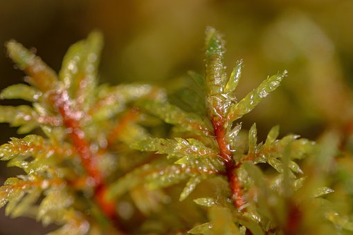 Free Moss Forest photo and picture