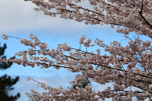 Free Cherry Blossoms Spring photo and picture