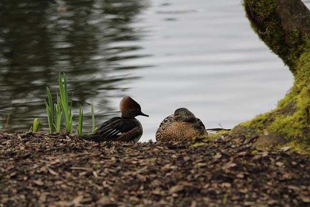Free Ducks Sleeping photo and picture