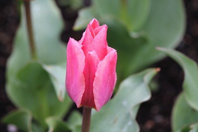 Free Tulip Flower photo and picture