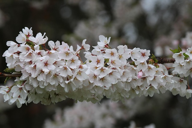 Free Flowers Cherry Blossoms photo and picture