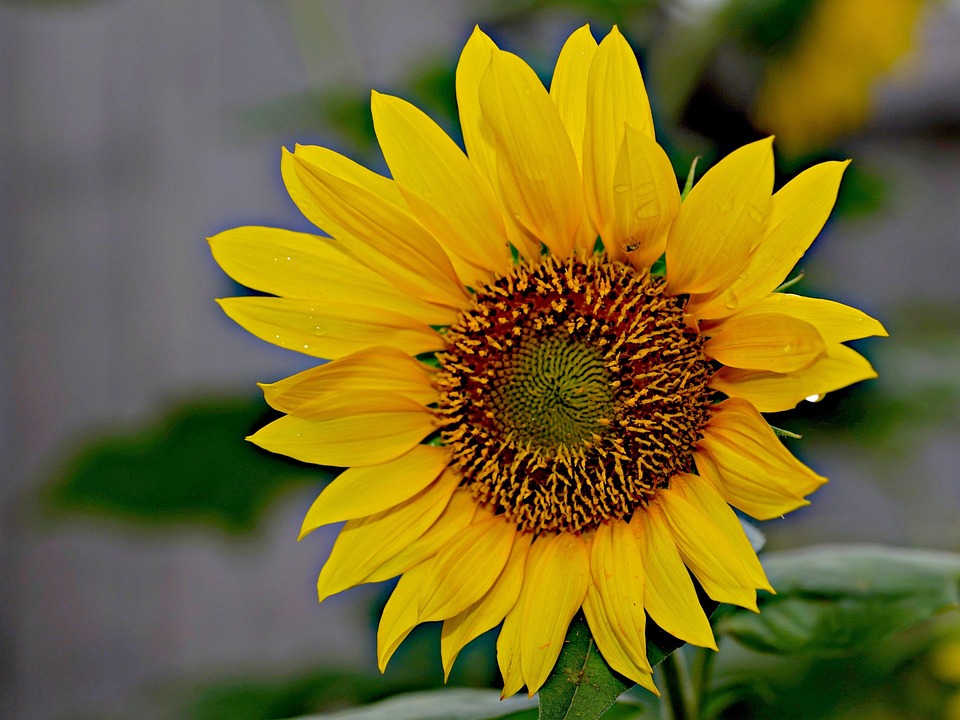 Sunflower Yellow Flower - Free photo on Pixabay - Pixabay