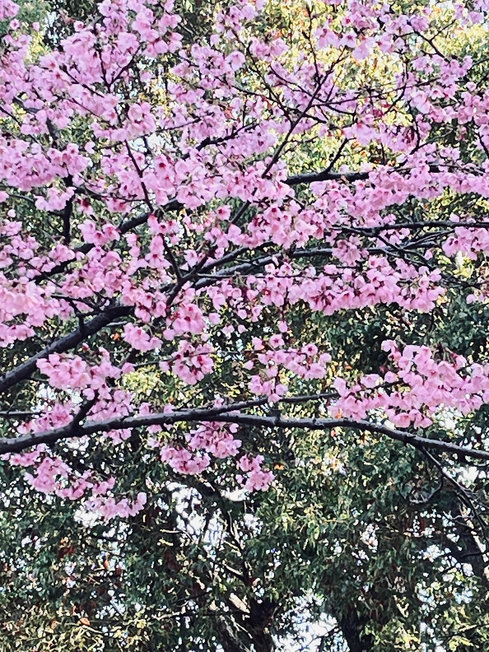 春天 自然 花朵 - Pixabay上的免费照片 - Pixabay