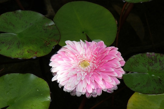 Free Flower Pink photo and picture