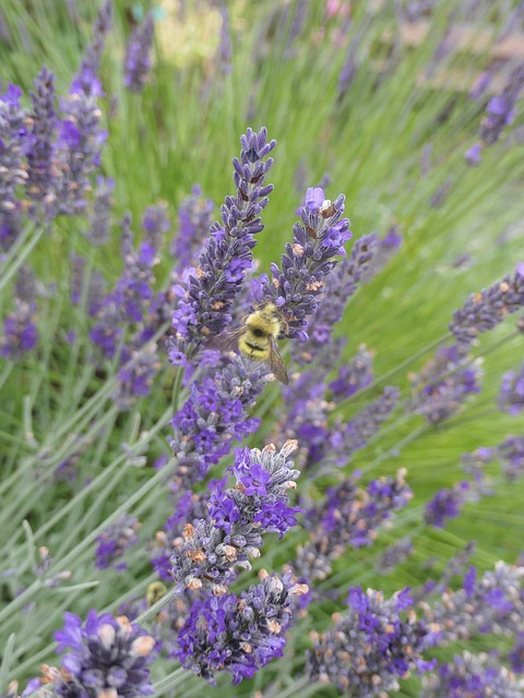 Free Bee Lavender photo and picture
