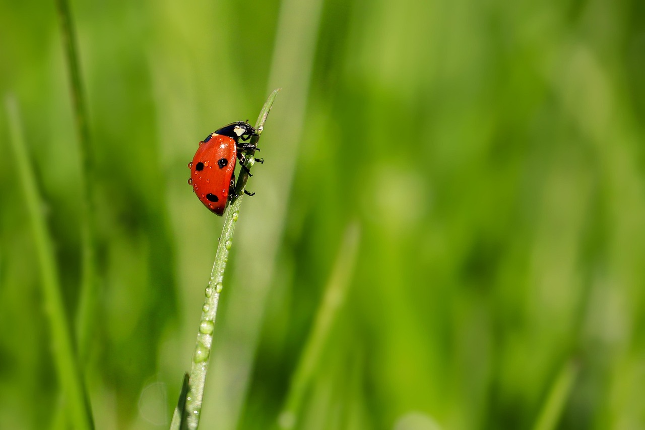 Laeybug Insect Ladybug Insect Ladybird Beetle - Free photo on Pixabay - Pixabay