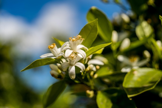 Blume, Natur, Feder, Orange Blossom