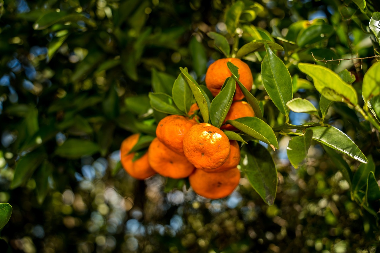 Oranges Clementines Tangerines Free photo on Pixabay Pixabay